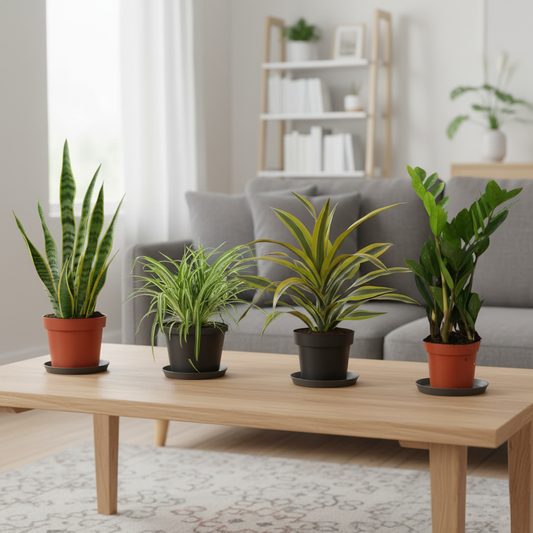 Easy Care Box (5 stuks)