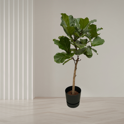 Combi Deal – Ficus Lyrata stam + elho Greenville Round – 160 cm