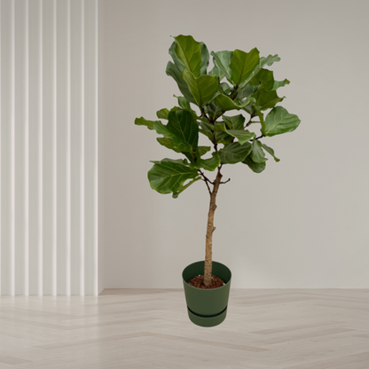Combi Deal – Ficus Lyrata stam + elho Greenville Round – 160 cm