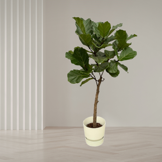 Combi Deal – Ficus Lyrata stam + elho Greenville Round – 160 cm