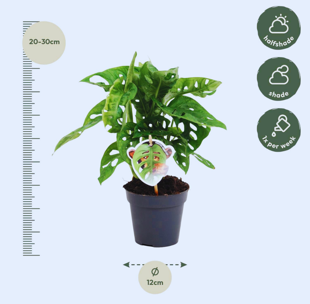 Monstera monkey leaf - 25 cm