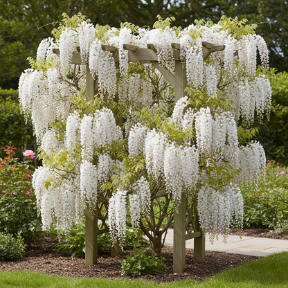 Wisteria floribunda Wit (2 stuks)
