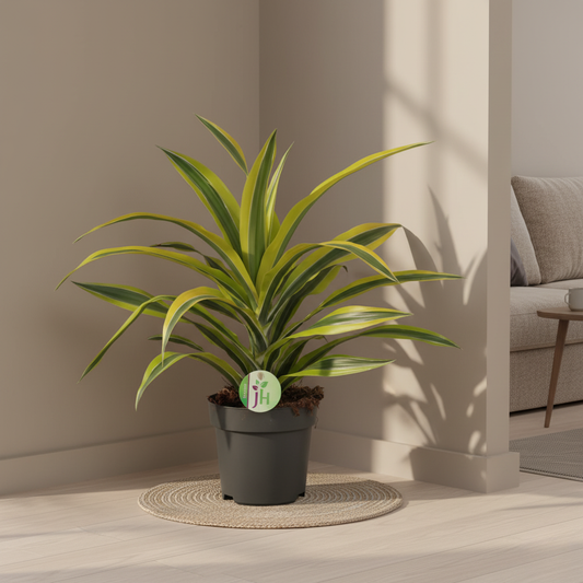 Dracaena Fragrans lemon lime - 40 cm