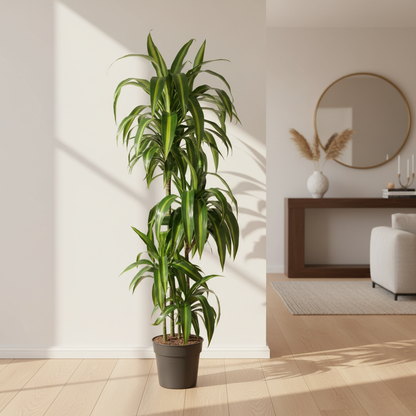 Dracaena Hawaiiana - 180 cm