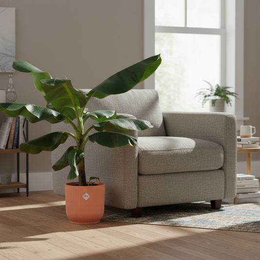 Combi deal - Bananenplant + Elho Vibes Fold Round roze - 100 cm