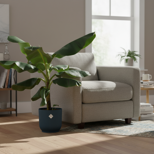 Combi deal - Bananenplant + Elho Vibes Fold Round blauw - 100 cm