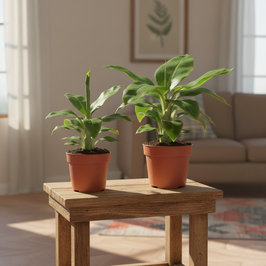 Banana box (4 stuks)