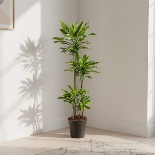 Dracaena Golden Coast