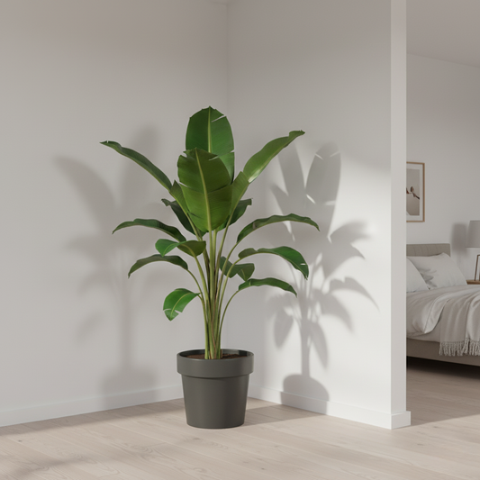 Bananenplant - 180 cm