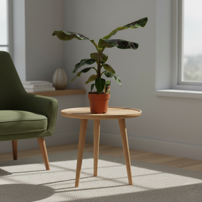 Bananenplant - 80 cm