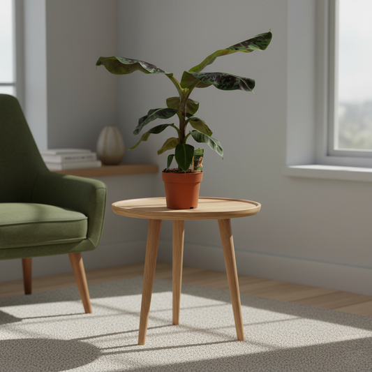 Bananenplant - 80 cm