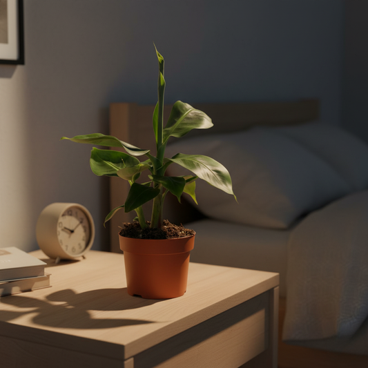 Bananenplant - 27 cm