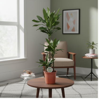 Dracaena Janet Lind - 130 cm