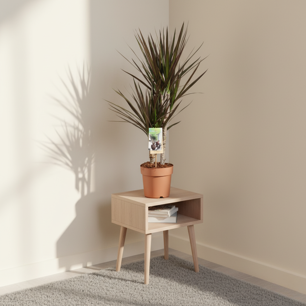 Dracaena Magenta - 80 cm