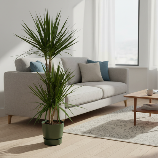 Combi deal - Dracaena Marginata + Elho Greenville Round - 120 cm