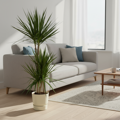 Combi deal - Dracaena Marginata + Elho Greenville Round - 120 cm