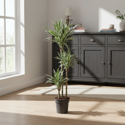 Dracaena White Stripe - 150 cm