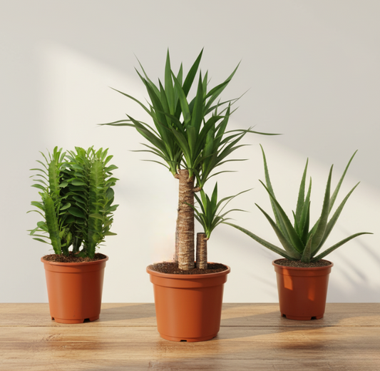 Sun Lovers Box (3 stuks)