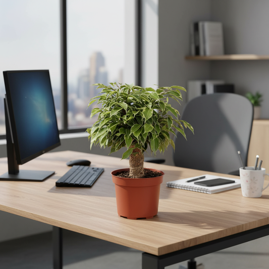 Ficus Benjamina Kinky - 28 cm