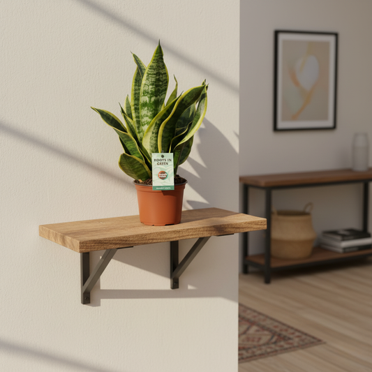 Sansevieria Futura Superba