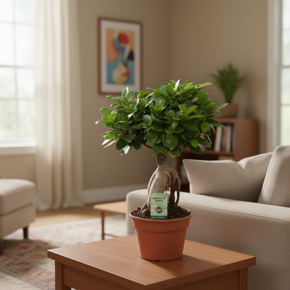 Ficus Ginseng - 40 cm