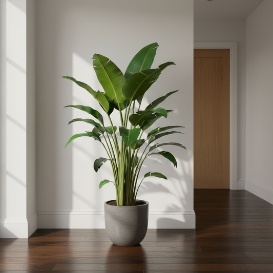 Strelitzia Augusta multi stam XXL - 250 cm