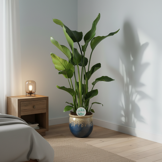 Strelitzia Nicolai - 110cm