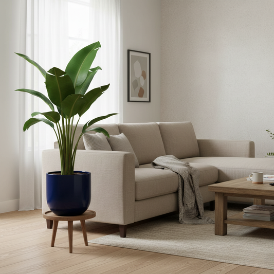 Strelitzia Nicolai - 90 cm