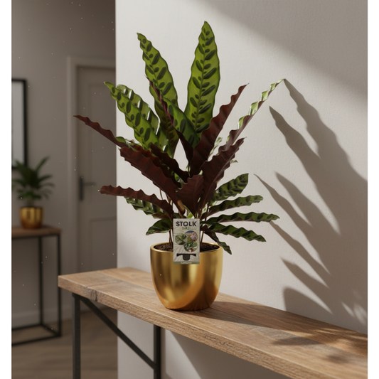 Calathea Lancifolia Insignis - 45 cm