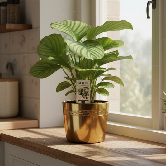 Calathea Orbifolia - 50 cm