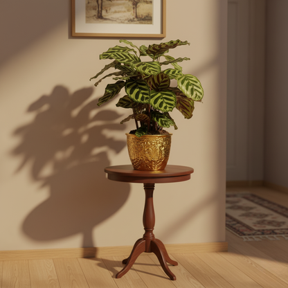 Calathea Makoyana - 55 cm