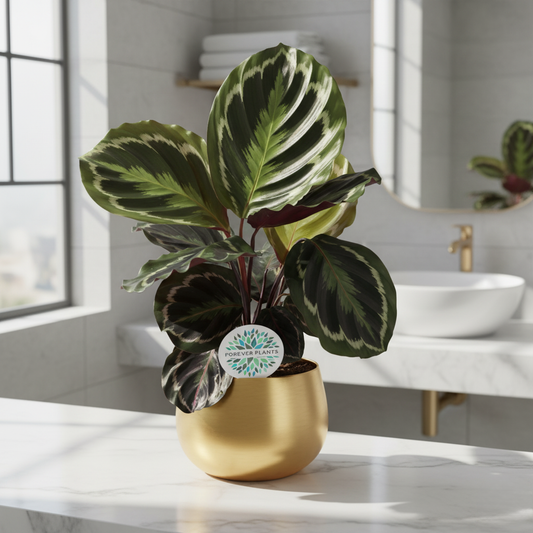Calathea Medallion - 45 cm