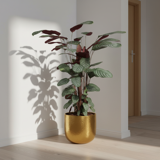 Calathea Oppenheimiana - 130 cm