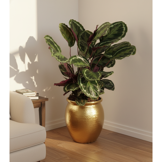 Calathea Medallion - 80 cm