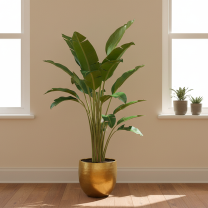 Strelitzia Augusta - 180 cm