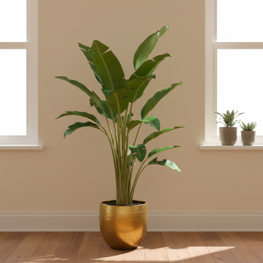 Strelitzia Augusta - 180 cm