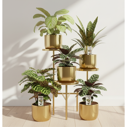 Calathea box (5 stuks)