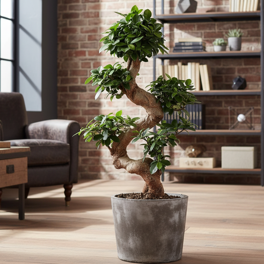 Ficus Microcarpa Ginseng - 80 cm