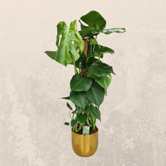 Monstera Mosstok - 80 cm