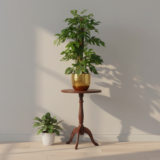 Monstera Minima - 80 cm