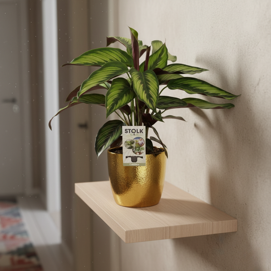 Calathea Majestica Princeps - 45 cm