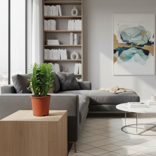 Euphorbia Trigona - 40 cm