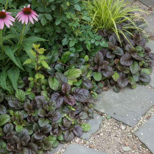 Ajuga reptans Catlin's Giant