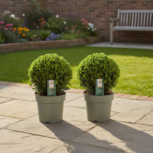 Ilex crenata bol XL - 2 stuks