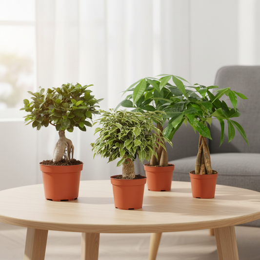 Green harmony box (4 stuks)