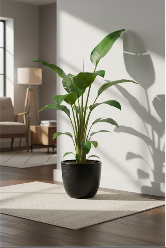 Strelitzia Nicolai - 70 cm