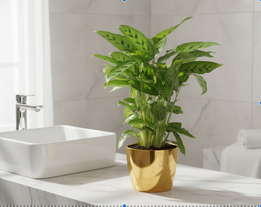 Calathea Leopardina - 35 cm