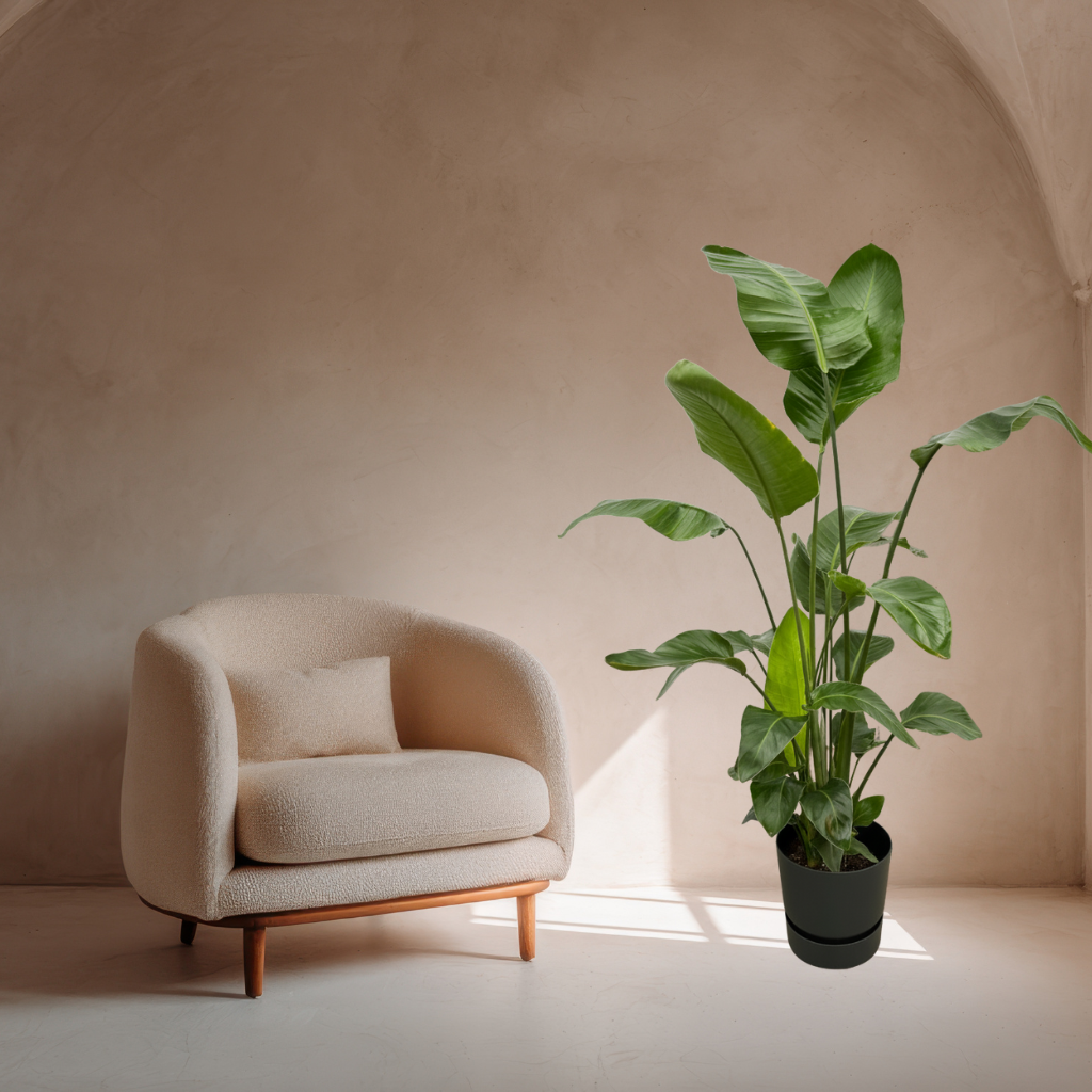 Combi deal - Strelitzia Nicolai + Elho Greenville Round - 160 cm
