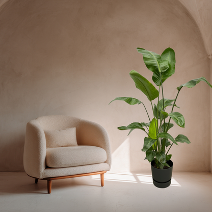 Combi deal - Strelitzia Nicolai + Elho Greenville Round - 160 cm
