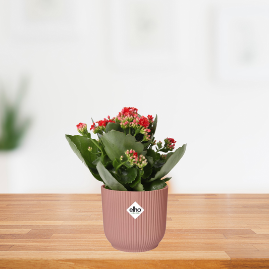 Combi deal - Kalanchoe Rosalina Rood  + ELHO Vibes Fold roze